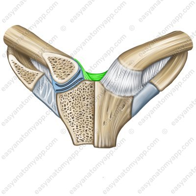 Interclavicular ligament (lig. interclaviculare)